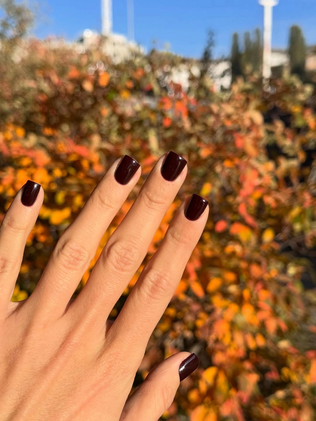 Short square glossy deep burgundy nails outdoors